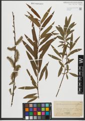 Foto von Salix purpurea L. x Salix viminalis L.